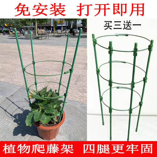 蟹爪兰兰花爬藤花支架