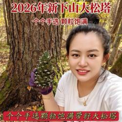 2026年新货松塔长白山东北特产林区红松果松子18cm特大松塔精选