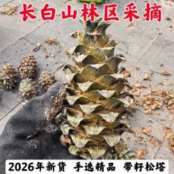 2026年新货松子长白山特产东北野生松果松子野生松塔18cm超大松塔