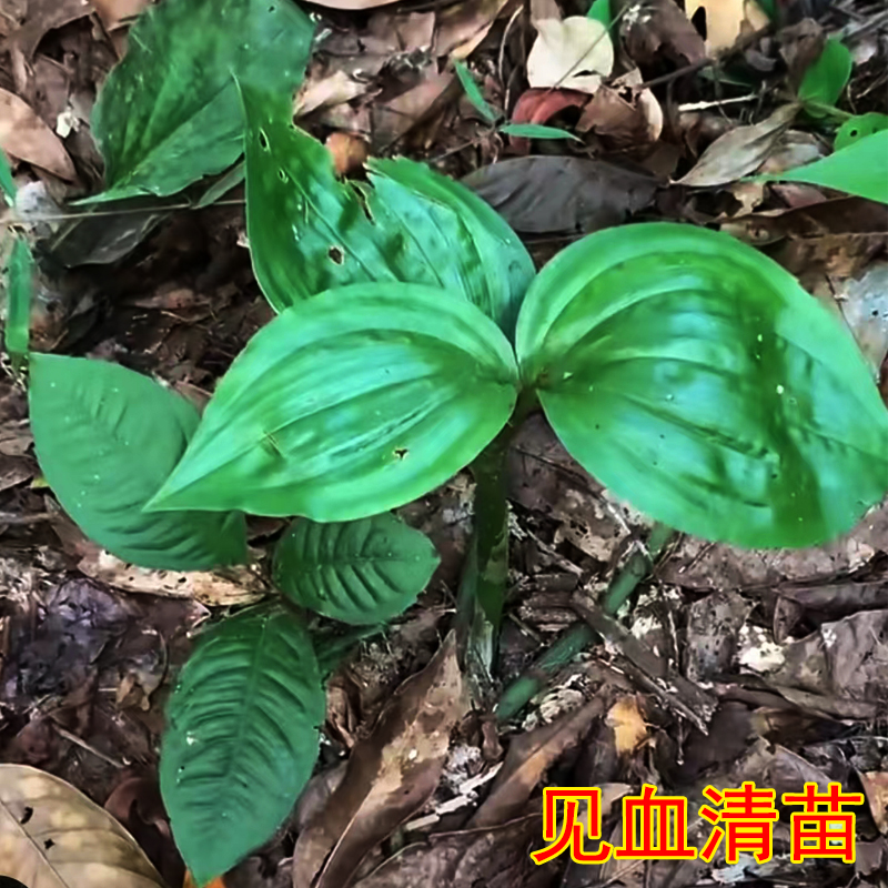 见血清苗 见血清草 见血清草药 见血清 见血清新鲜 见血清中药材