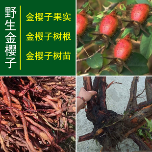 金樱子野生新鲜 金樱子根中药 金英子果 金樱子泡酒药材 金樱子苗