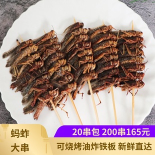 蚂蚱串20串 烧烤串蝗虫蚱蜢串特色烤串酥脆大蚂蚱串油炸蚂蚱大串