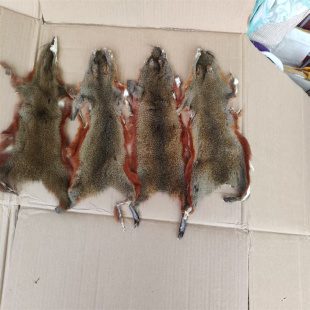 整张进口松鼠皮灰鼠皮皮毛一体手工摆件逗猫遛狗飞蝇绑钩兽皮手工