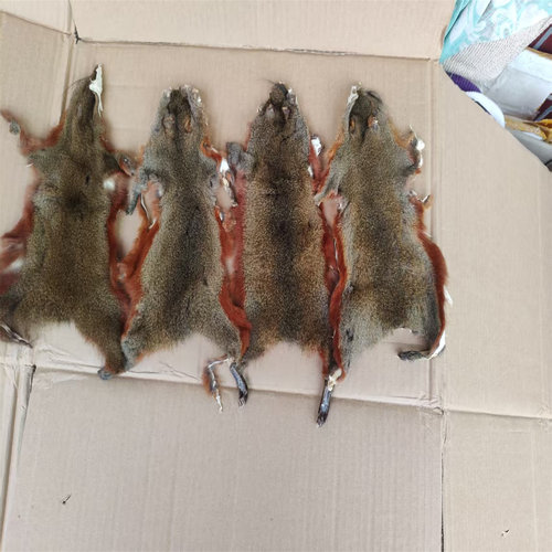 整张进口松鼠皮灰鼠皮手工摆件