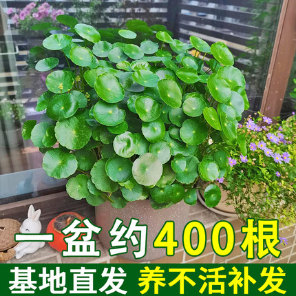 铜钱草水培植物水养草籽花卉室内客厅绿植盆栽金钱草四季好养带叶