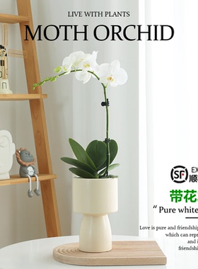 精品蝴蝶兰盆栽带花植物室内客厅桌面白色兰花鲜花花苞大花花苗