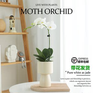 蝴蝶兰盆栽带花发四季好养易活