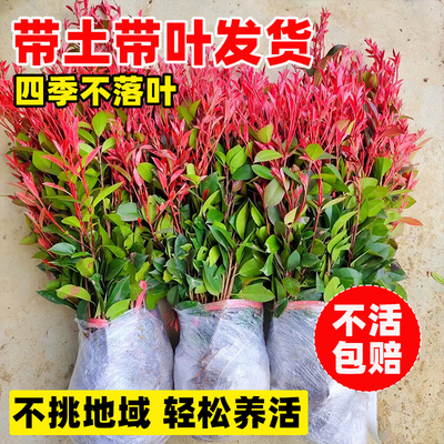 红叶石楠树苗绿化苗木别墅庭院