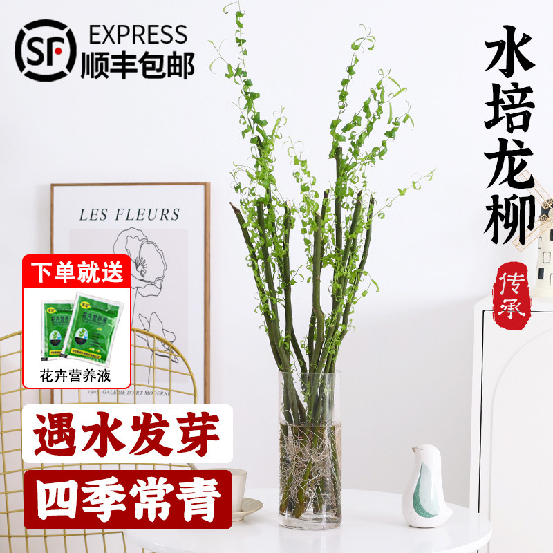 水培植物龙柳鲜枝插花客厅室内盆栽好养花卉干枝雪柳水养吊钟绿植