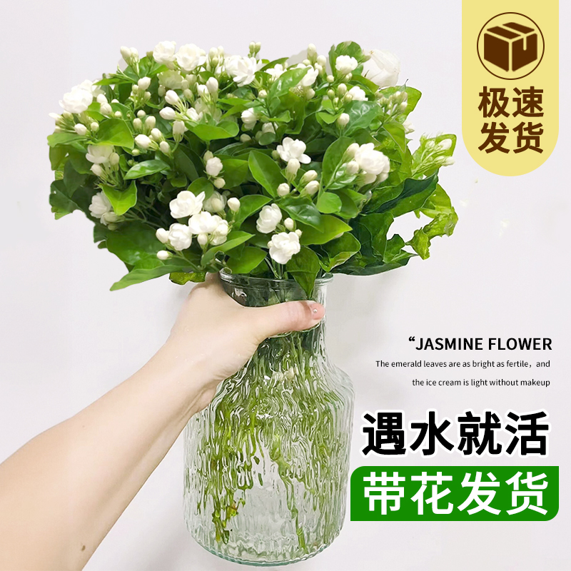 茉莉花水培植物桌面盆栽