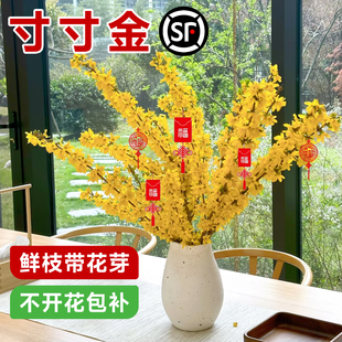 寸寸金鲜枝水培植物连翘花卉水生好养干支花室内桌面鲜切鲜花盆栽