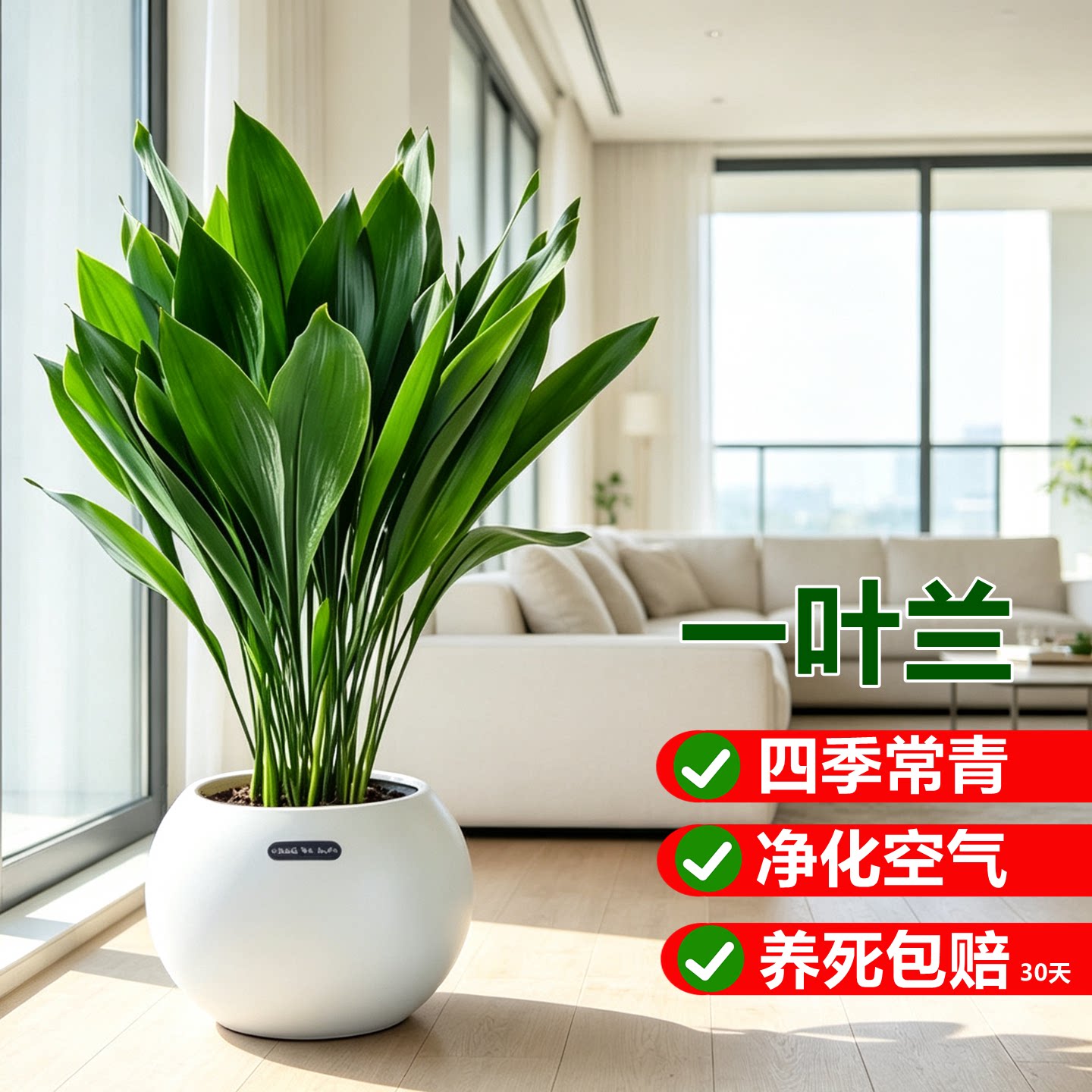 一叶兰盆栽四季常青好养活图片