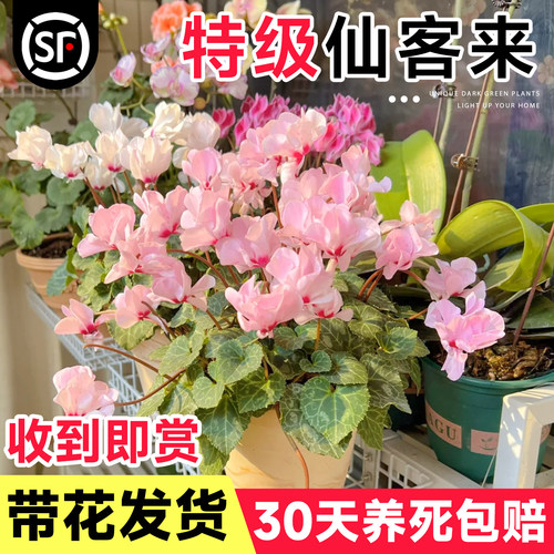 仙客来盆栽带花特大苗四季新品重瓣花卉耐寒耐冻阳台室内名贵植物