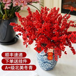 精品进口北美冬青鲜切枝鲜花束红果水培植物室内年宵花卉真花盆栽