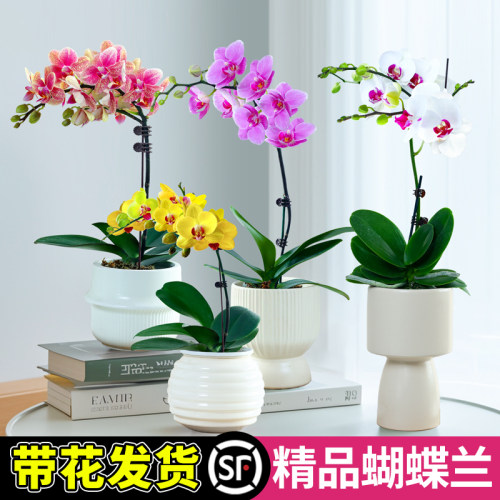 蝴蝶兰盆栽带花苞客厅室内植物办公室桌面绿植兰花好养活四季开花