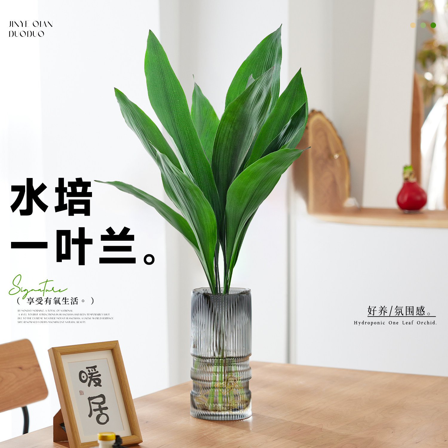 一叶兰水培植物盆栽室内好养绿植客厅办公室桌面懒人水养鲜花花卉图片