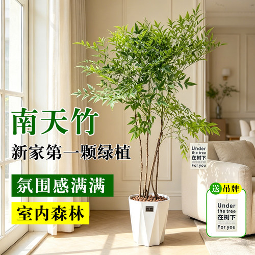 南天竹客厅盆栽大型植物四季好养