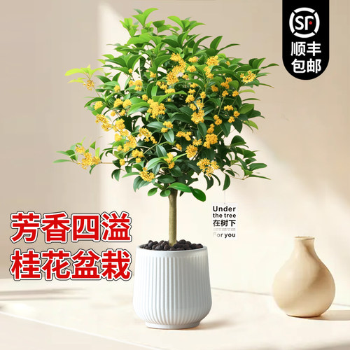 桂花树苗盆栽四季懒人好养易活