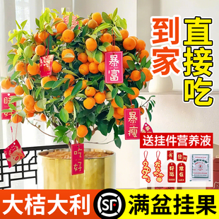 金桔树盆栽带果可食用室内客厅桌面植物新年花卉绿植盆景金橘树苗