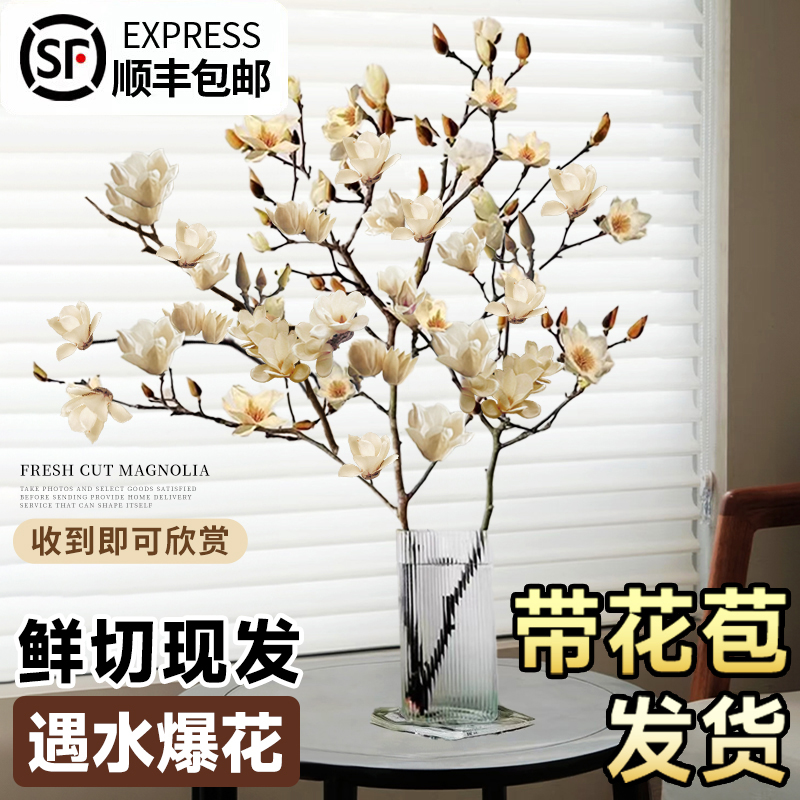 白玉兰花带花苞水培植物干枝鲜切鲜枝室内桌面绿植懒人好养活花卉