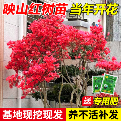 小花农映山红树苗四季开花