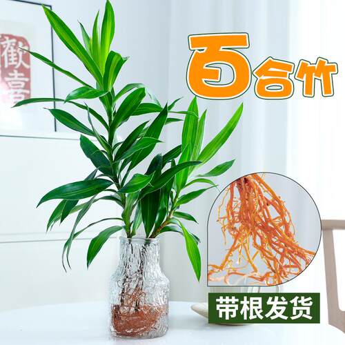 百合竹带根盆栽水培植物四季绿植