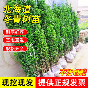 北海道冬青法国冬青篱笆墙庭院围墙黄杨绿植四季常青耐寒绿化树苗