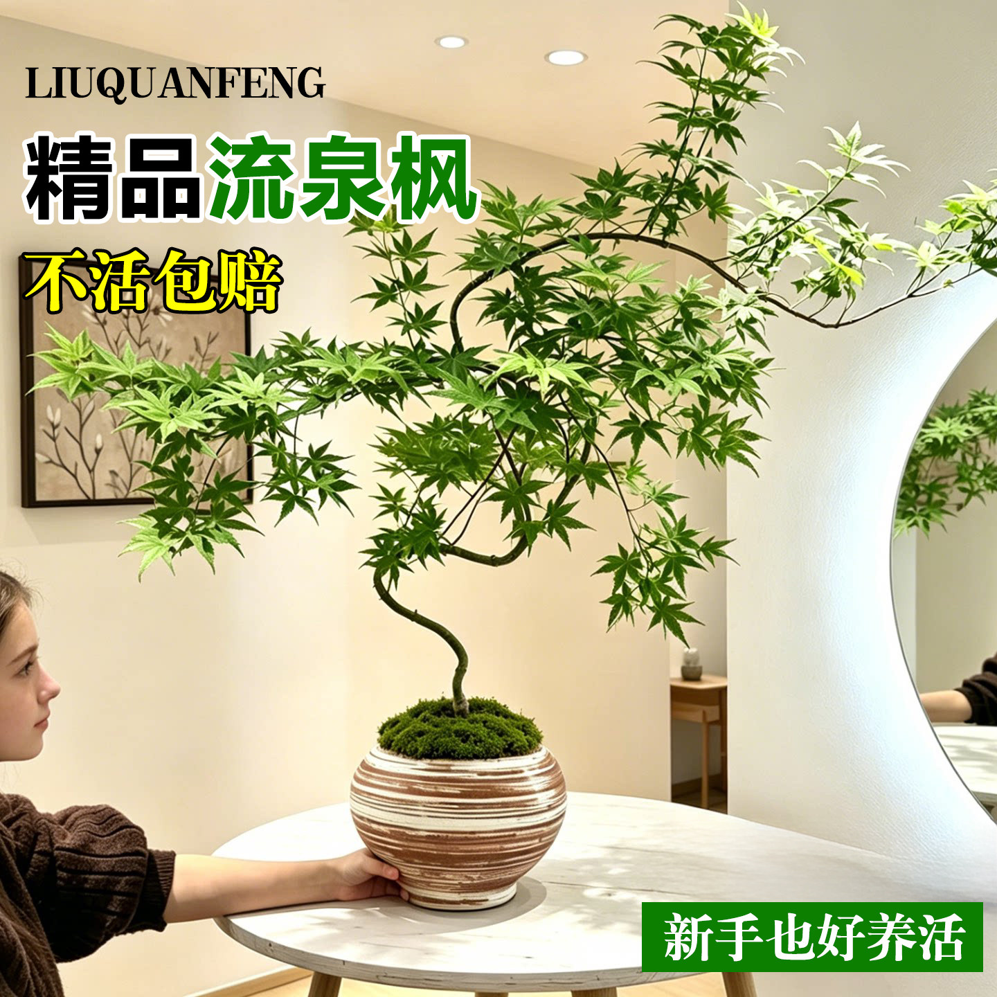 流泉枫盆栽绿植书房客厅禅意桌面图片