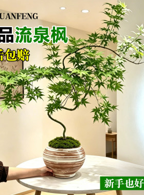 流泉枫盆栽绿植书房客厅禅意桌面