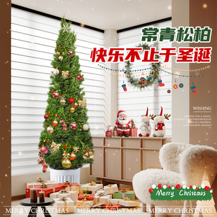 龙柏盆栽松柏塔松室内客厅盆栽大型户外庭院懒人好养观叶植物绿植
