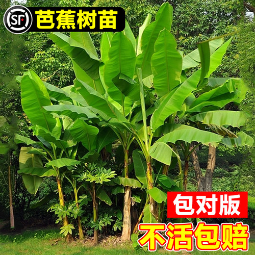 芭蕉树苗耐寒地栽盆栽
