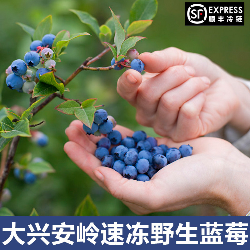 大兴安岭速冻野生蓝莓浆果都柿榨汁果酱果汁泡酒顺丰冷链包邮