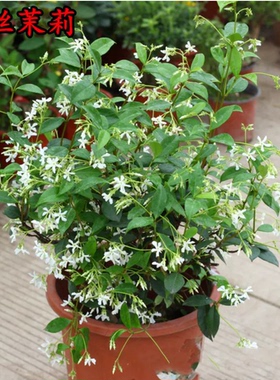 独杆风车茉莉银丝茉莉爬藤植物风车茉莉绿色植物盆栽室内四季常青