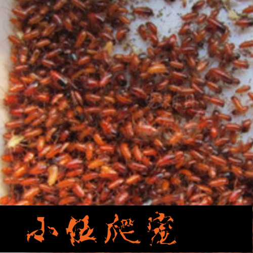 Ó£ÌÒºìó¯òëÓ×Ì壬֩Öë.òÚò¼£¬Ð«×Ó£¬±äÉ«Áú ××ʨ£¬ó«òëµÈ»îÌåËÇÁÏ