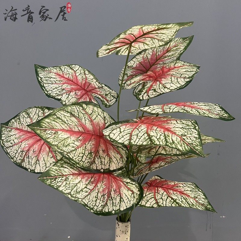网红热植仿真彩叶芋雪后红酒樱桃蝴蝶粉水晶忍者海芋骄阳红心皇后
