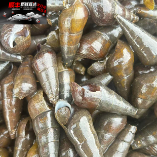 山溪野生山坑螺鲜活石螺野生香螺新鲜紫金坑螺石螺  2斤装