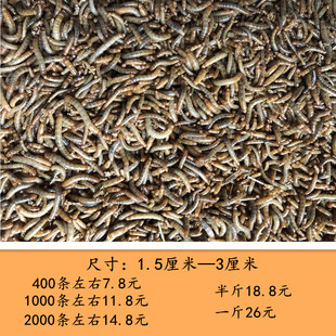 活体饲料面包虫黄粉虫观赏小鸟鱼宠物龟守宫蝎子蜘蛛食物 包邮