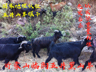 沂蒙山全羊临朐全羊汤五井全羊汤黑山羊农家散养五井黑山羊整只
