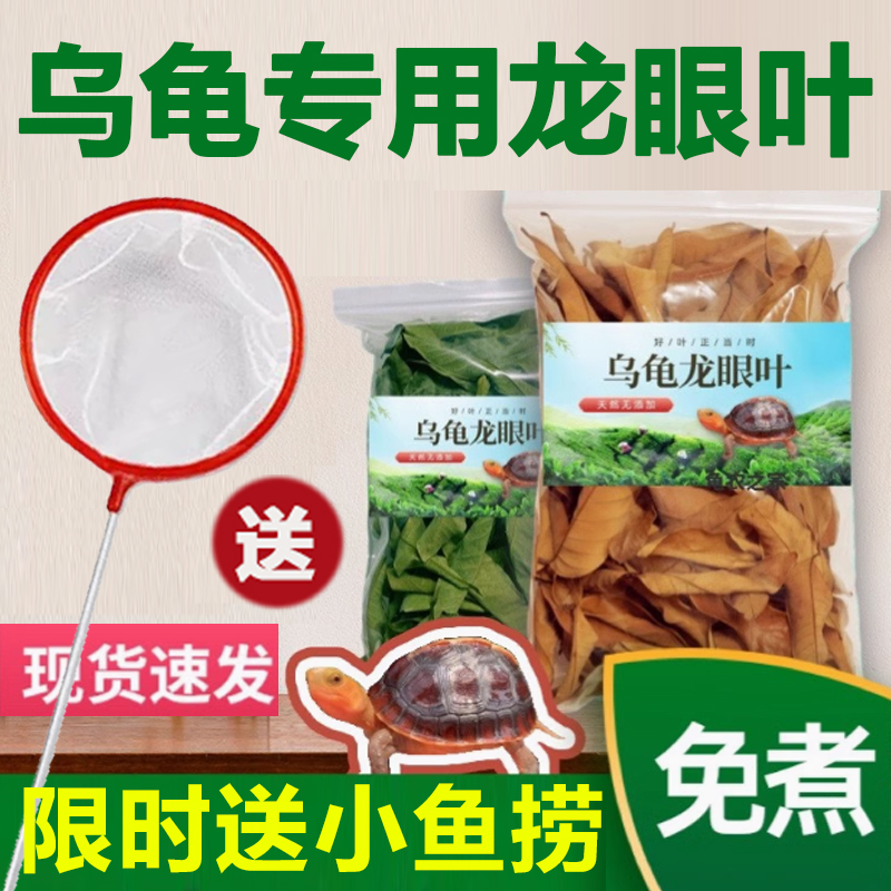 乌龟专用龙眼叶限时送小渔捞