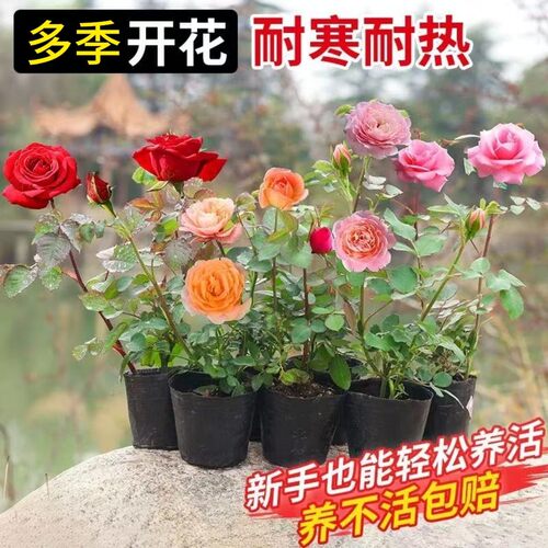 多季开花藤本月季盆栽耐寒耐热