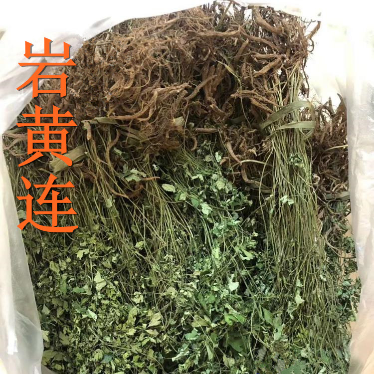 贵州草药野生中药材岩连菊花黄莲