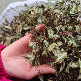 天然抱石莲石瓜子抱树莲飞连草瓜子金石络藤瓜子藤金龟藤