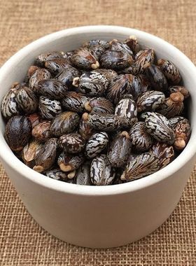 正品新货蓖麻子包邮 野生蓖麻籽种子 黑红大蓖麻子仁中药材