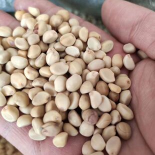 铁打豆 中药材华佗豆 拐子豆 跌打豆 铁打豆