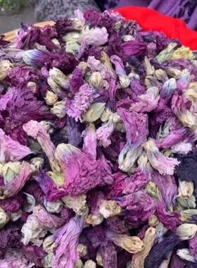 龙血花  不老花 云南高山农产品