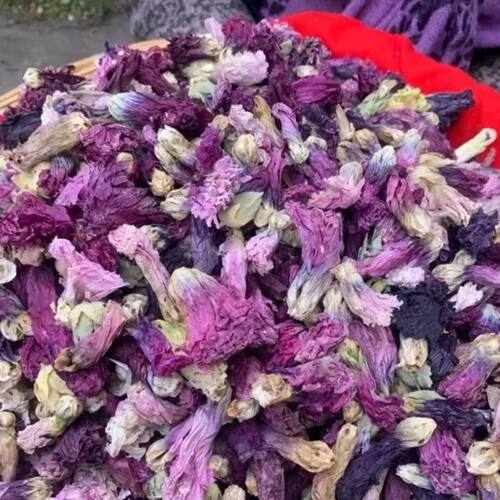 龙血花  不老花 云南高山农产品