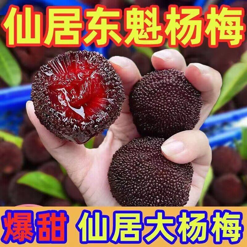 【颗粒装特大果】仙居东魁杨梅现杨梅
