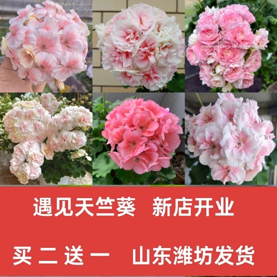 天竺葵盆栽花苗勤花好养重瓣天竺葵单瓣勤花品种买二送一