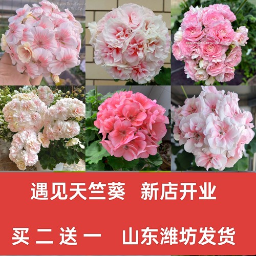天竺葵盆栽花苗勤花好养重瓣天竺葵单瓣勤花品种买二送一