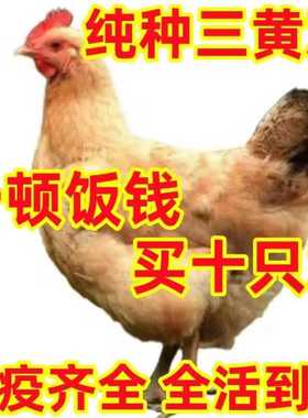正宗农家一斤三黄鸡幼苗三黄土鸡大品种鸡高产蛋鸡下蛋小母鸡散养